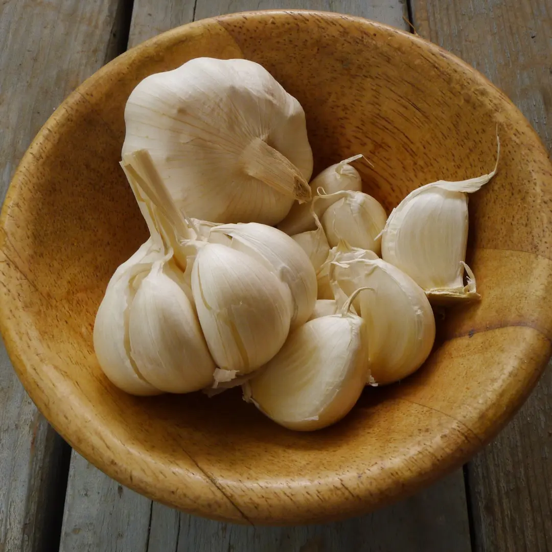 Garlic