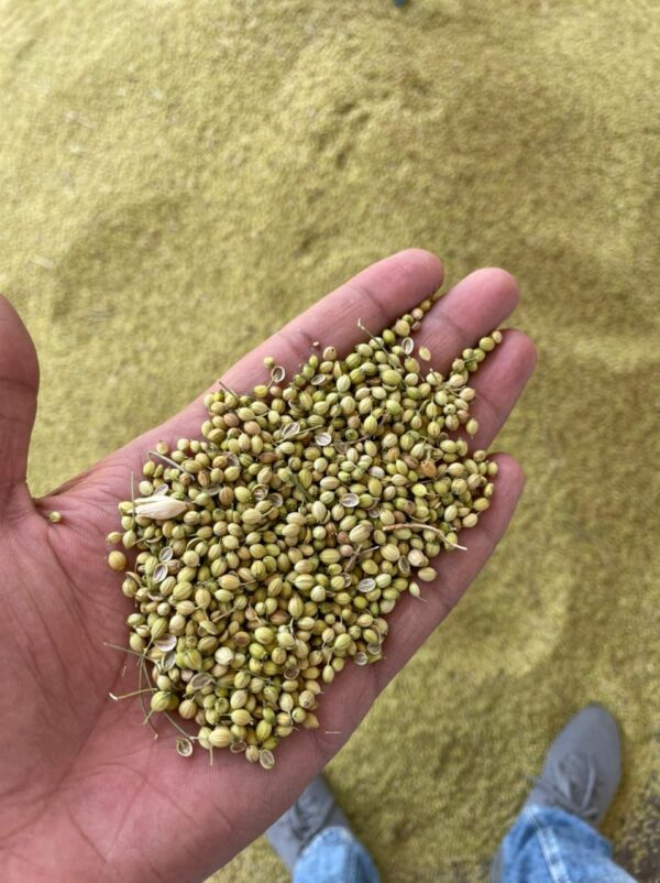 Coriander